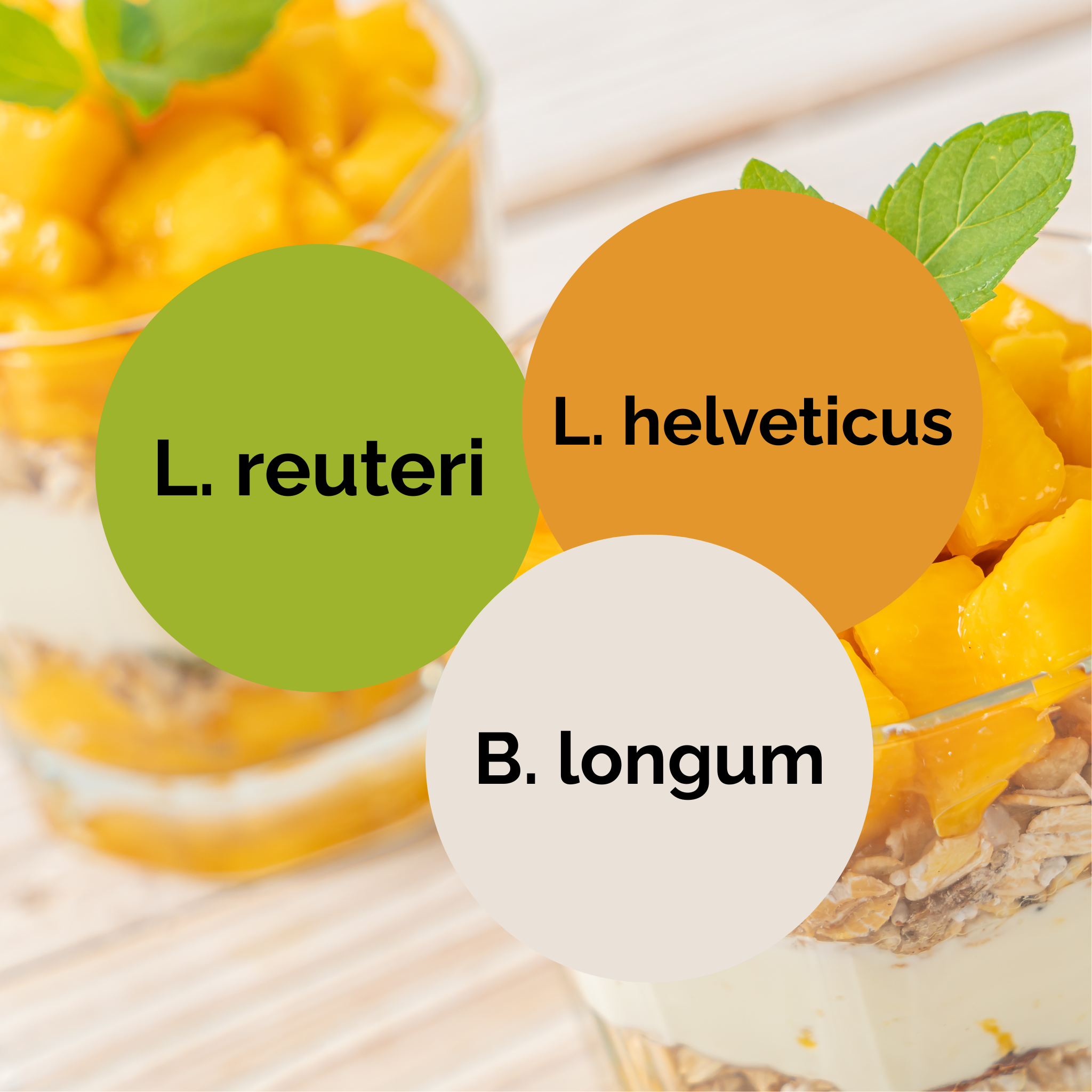 L. reuteri + L. helveticus + B. longum | Yoğurt Başlatıcı Seti | Başlatıcı Kültürler | 3'lü Paket
