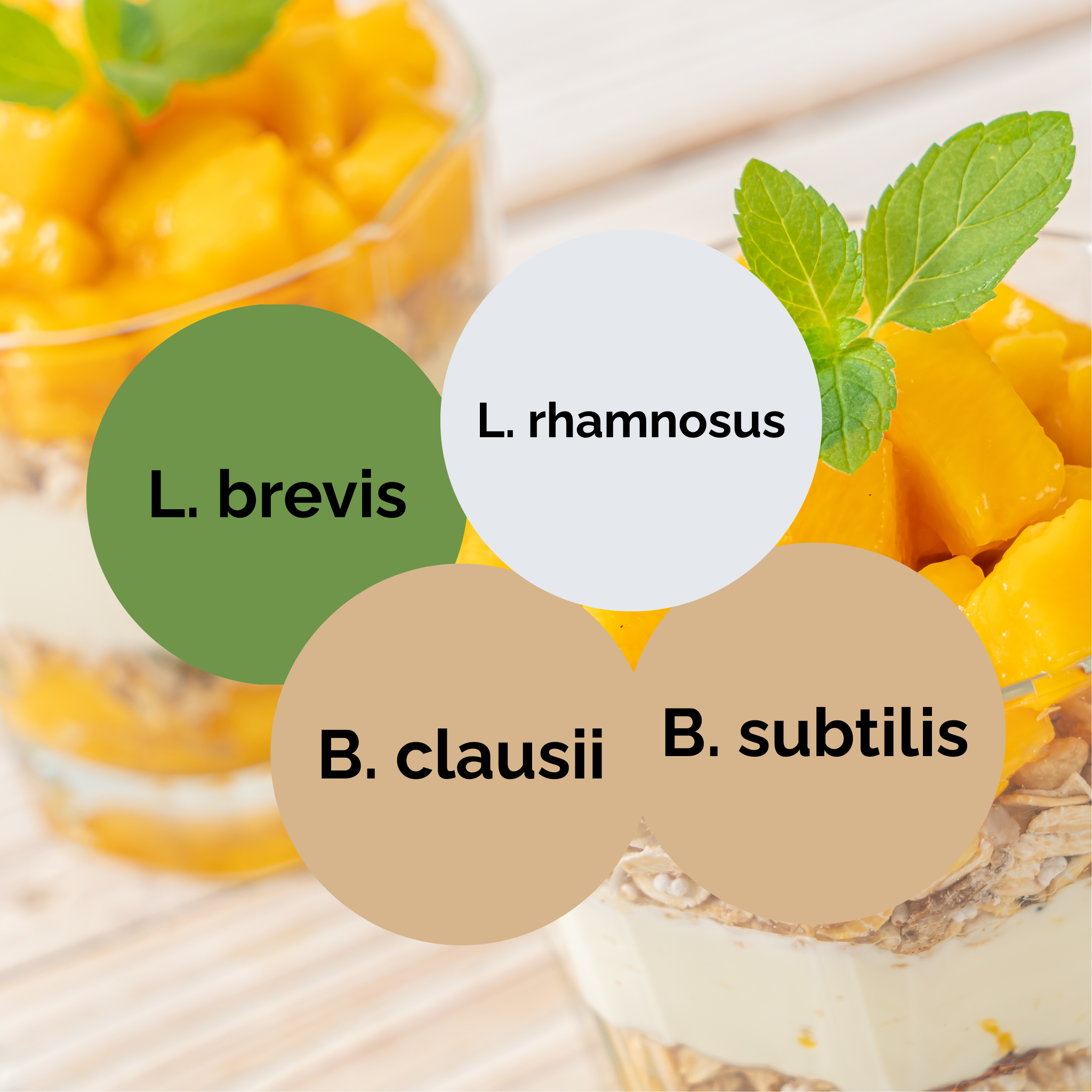 L. brevis + L. rhamnosus + B. subtilis + B. clausii | Yoğurt Başlatıcı Seti | Başlatıcı Kültürler | 3'lü Paket